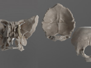 female skull complete Modelo 3D