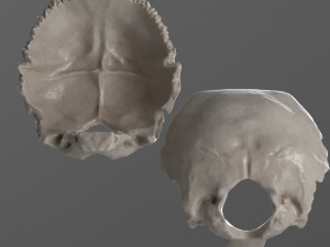 female skull complete Modelo 3D