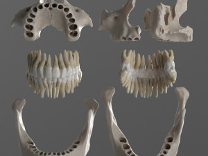 female skull complete Modelo 3D