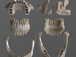 female skull complete 3D Model
