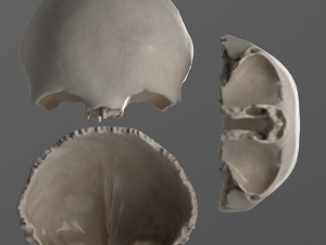 female skull complete Modelo 3D