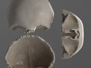 female skull complete 3D Model