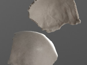 female skull complete Modelo 3D