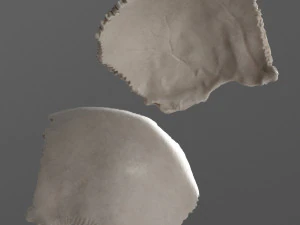 female skull complete 3D Model