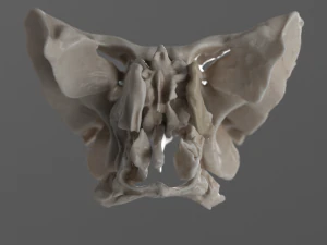 female skull complete 3D Model