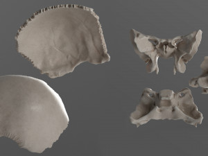 female skull complete Modelo 3D