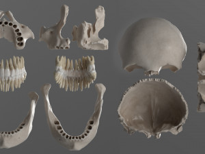 female skull complete Modelo 3D