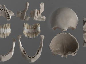 female skull complete 3D Model