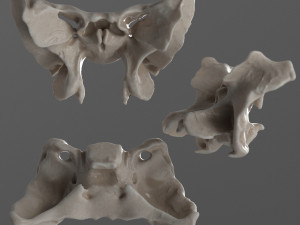 female skull complete Modelo 3D