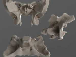 female skull complete 3D Model