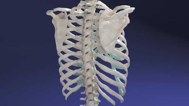 female torso Model 3D .c4d .max .obj .3ds .fbx .stl .blend 