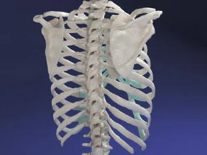 женский торс 3D Модель