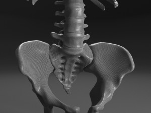 female torso Model 3D
