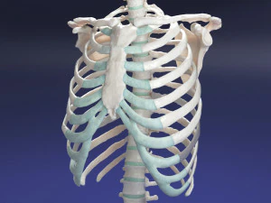 female torso 3D Model