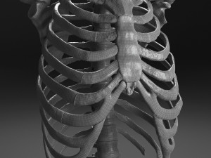 female torso Model 3D