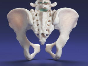 female torso Model 3D