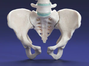 female torso 3D Model