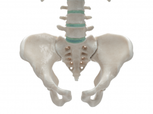 female torso Model 3D