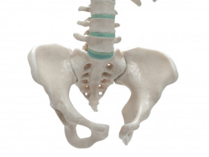 female torso Model 3D