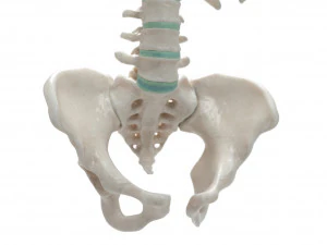 female torso 3D Model