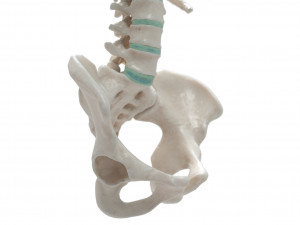 female torso Model 3D