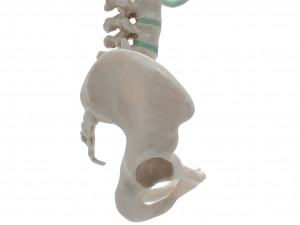 female torso Model 3D