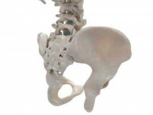 female torso Model 3D