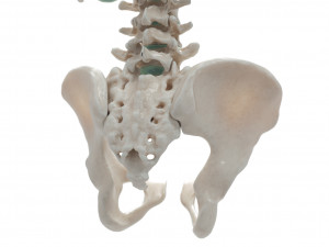 female torso Model 3D
