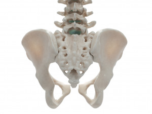 female torso Model 3D