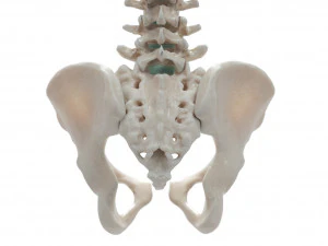 female torso 3D Model