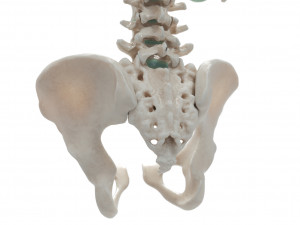 female torso Model 3D
