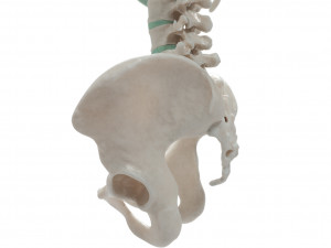 female torso Model 3D