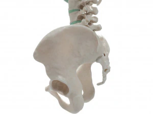 female torso 3D Model