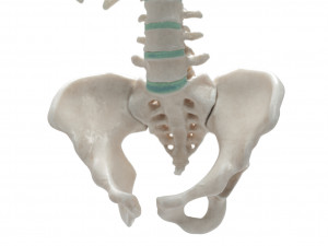 female torso Model 3D