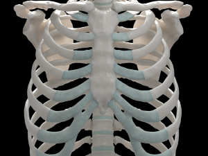 female torso Model 3D