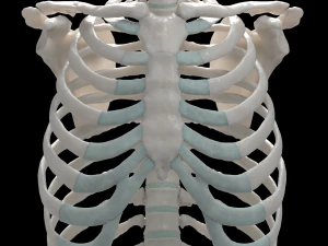 female torso 3D Model