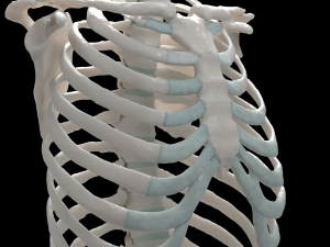 female torso Model 3D
