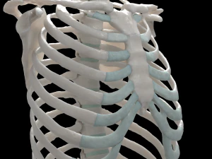 female torso 3D Model