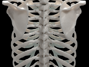 female torso Model 3D