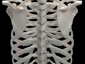 female torso 3D Model