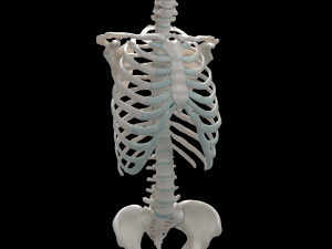 female torso Model 3D