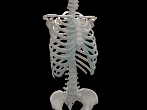 female torso 3D Model