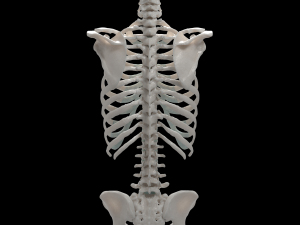 female torso Model 3D