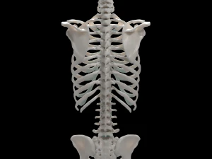 female torso 3D Model