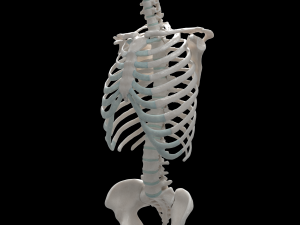 female torso Model 3D