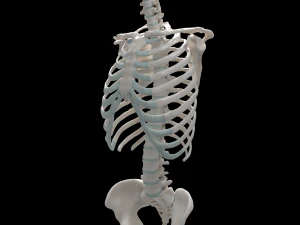 female torso 3D Model