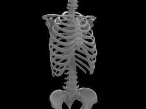 female torso Model 3D
