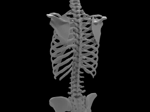 female torso 3D Model