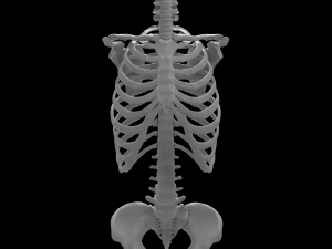 female torso Model 3D