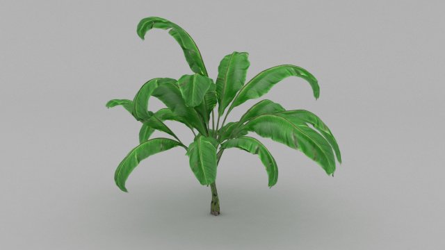 plant 3D 모델 .c4d .max .obj .3ds .fbx .stl .blend